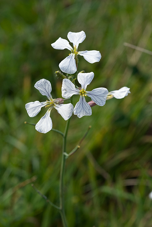 Raphanus_raphanistrum_LP0075_11_Riddlesdown