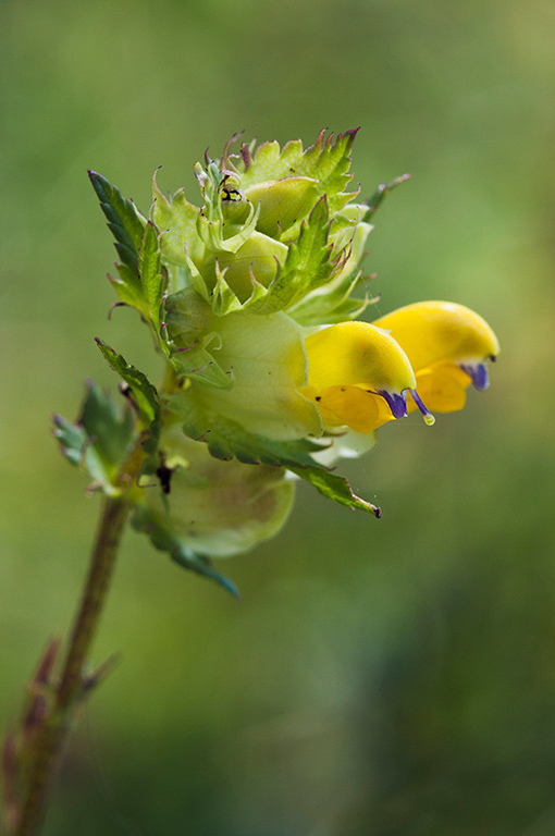 Rhinanthus_angustifolius_LP0467_28_Coulsdon