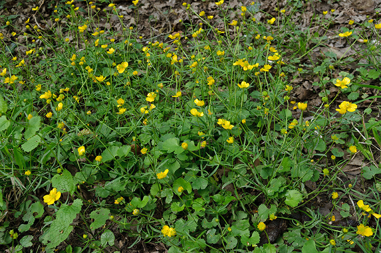 Ranunculus_auricomus_LP0439_15_Staffhurst