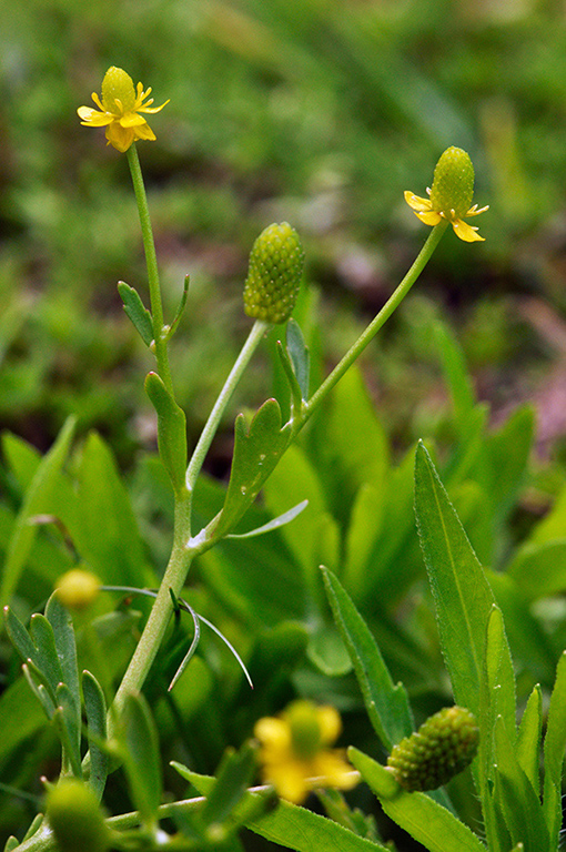 Ranunculus_sceleratus_LP0282_74_Merstham