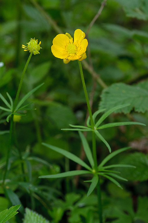 Ranunculus_auricomus_LP0621_17_Frylands_Wood