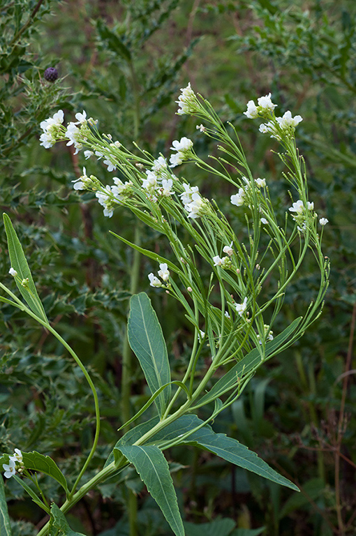 Raphanus_raphanistrum_LP0682_22_Nonsuch_Park