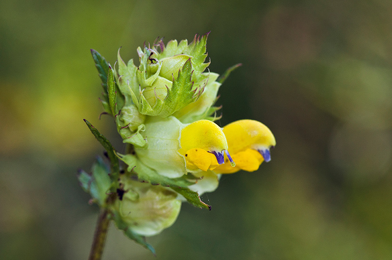 Rhinanthus_angustifolius_LP0467_23_Coulsdon