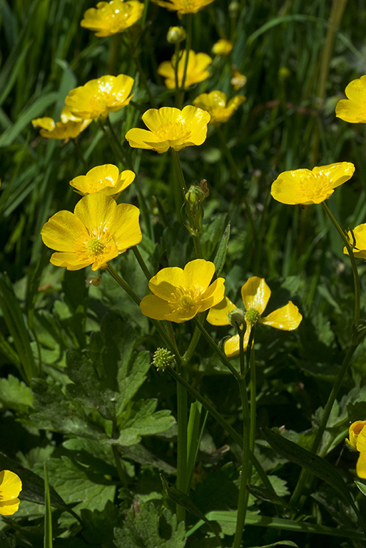 Ranunculus_repens_LP0043_02_Loder_Valley