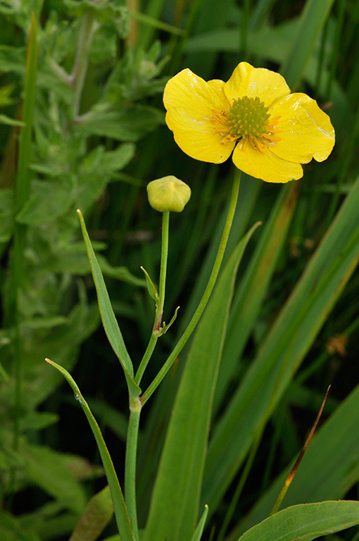 Ranunculus_lingua_LP0236_12_Blindley_Heath