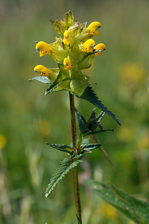 Rhinanthus_minor_LP0363_44_Epsom