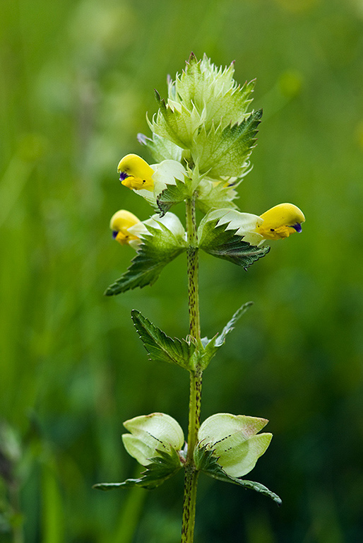 Rhinanthus_angustifolius_LP0139_06_Coulsdon