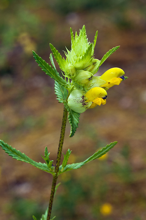 Rhinanthus_angustifolius_LP0681_30_Riddlesdown