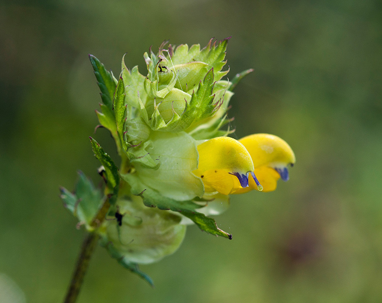 Rhinanthus_angustifolius_LP0467_26_Coulsdon