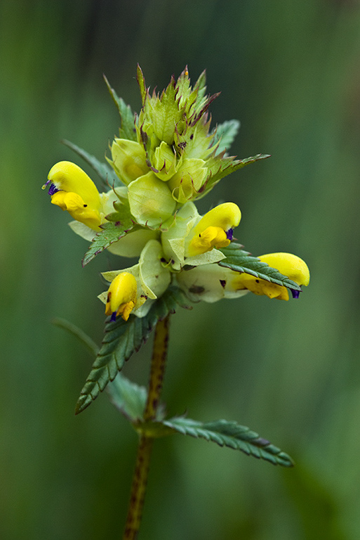 Rhinanthus_angustifolius_LP0137_01_Riddlesdown