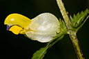 Rhinanthus_angustifolius_LP0139_10_Coulsdon