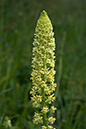 Reseda_lutea_LP0048_31_Howell_Hill