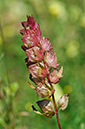 Rhinanthus_angustifolius_LP0467_32_Coulsdon