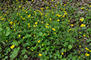 Ranunculus_auricomus_LP0439_15_Staffhurst
