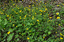 Ranunculus_auricomus_LP0439_15_Staffhurst