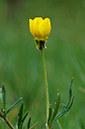 Ranunculus_bulbosus_LP0523_44_Hampton_Estate