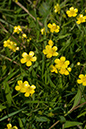 Ranunculus_flammula_LP0068_04_Headley_Heath