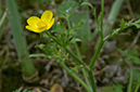 Ranunculus_sardous_LP0452_07_Marsh_Green