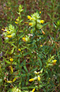 Rhinanthus_angustifolius_LP0681_01_Riddlesdown