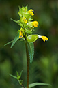 Rhinanthus_minor_LP0536_23_Chiddingstone