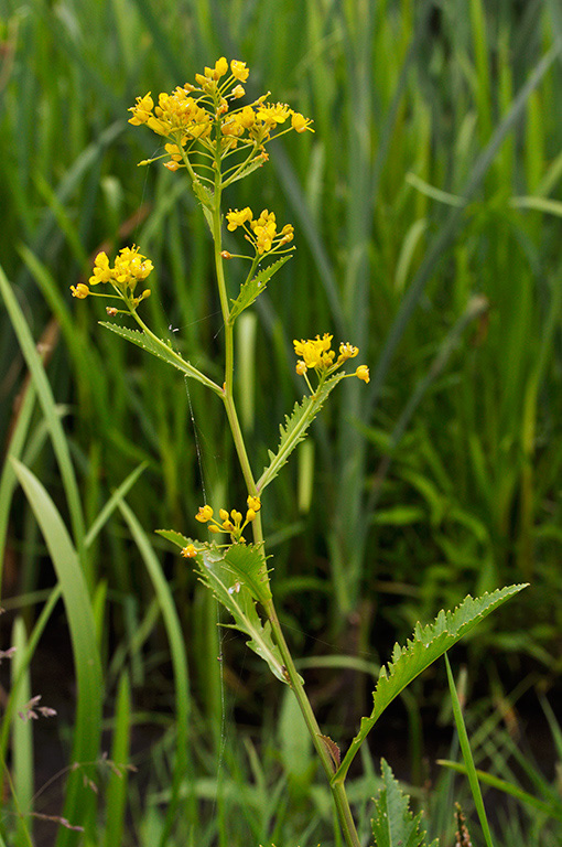 Rorippa_palustris_LP0410_41_Burpham_Court_Farm