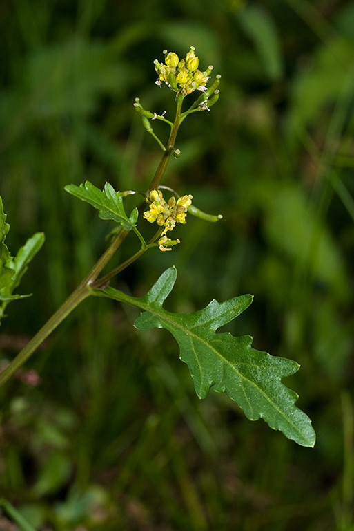 Rorippa_palustris_LP0185_45_Shalford