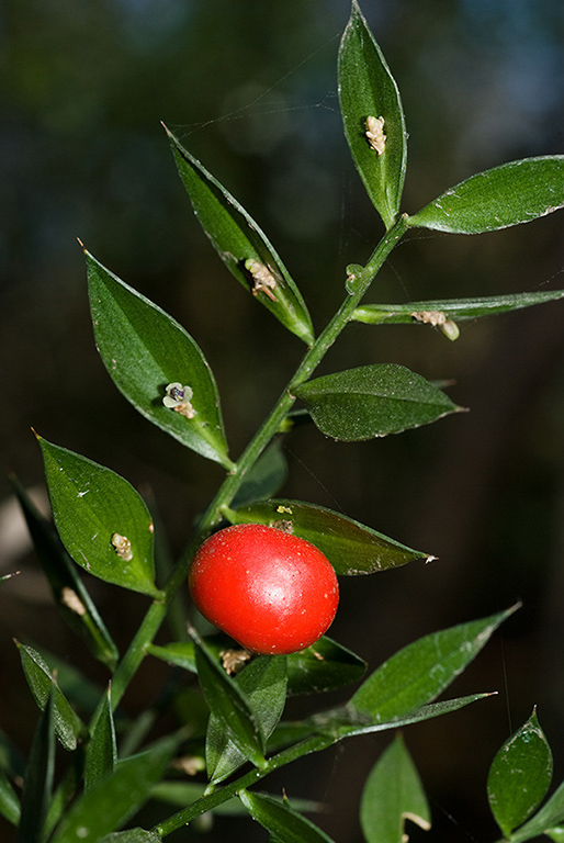 Ruscus_aculeatus_LP0088_04_Box_Hill