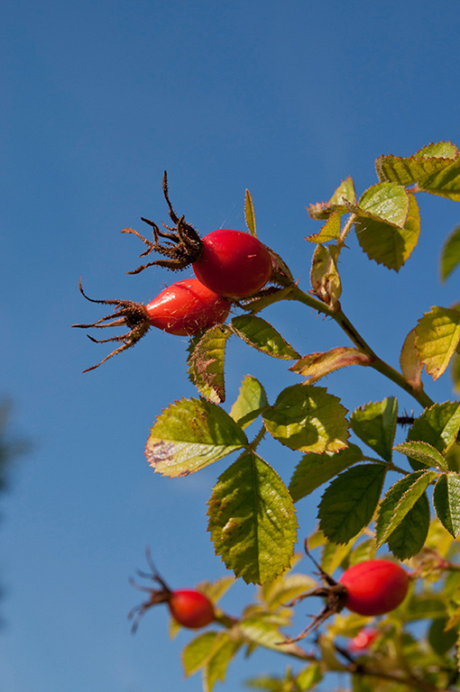 Rosa_rubiginosa_LP0295_63_Box_Hill