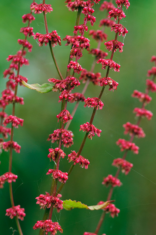 Rumex_conglomeratus_LP0377_10_Hampton_Court