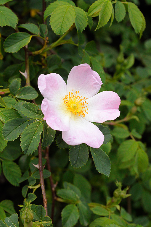 Rosa_canina_LP0362_51_Runnymede