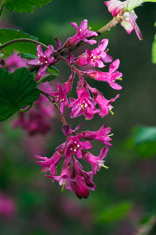 Ribes_sanguineum_LP0615_27_Croydon