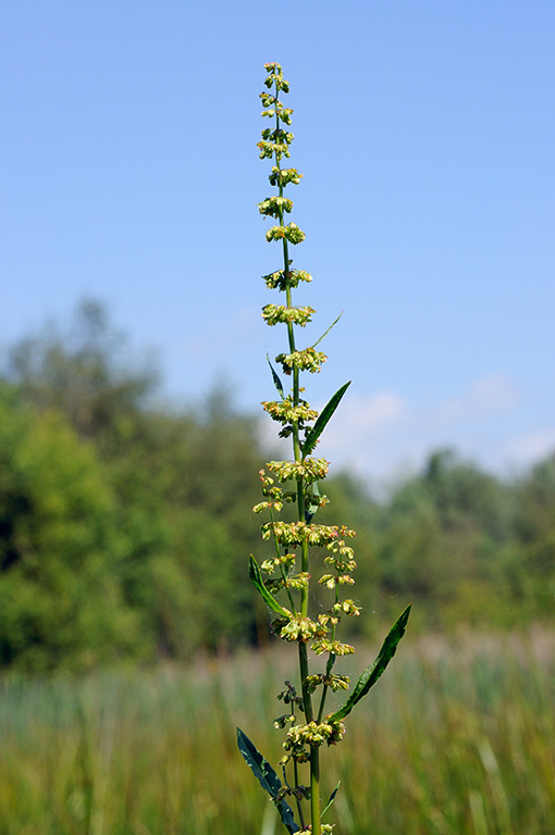 Rumex_crispus_LP0313_110_Papercourt_Marshes