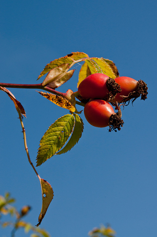 Rosa_canina_LP0295_72_Box_Hill