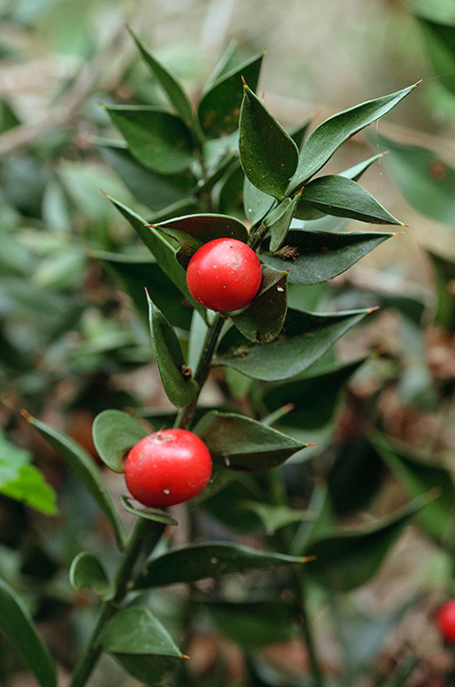 Ruscus_aculeatus_LP0454_09_Oxshott