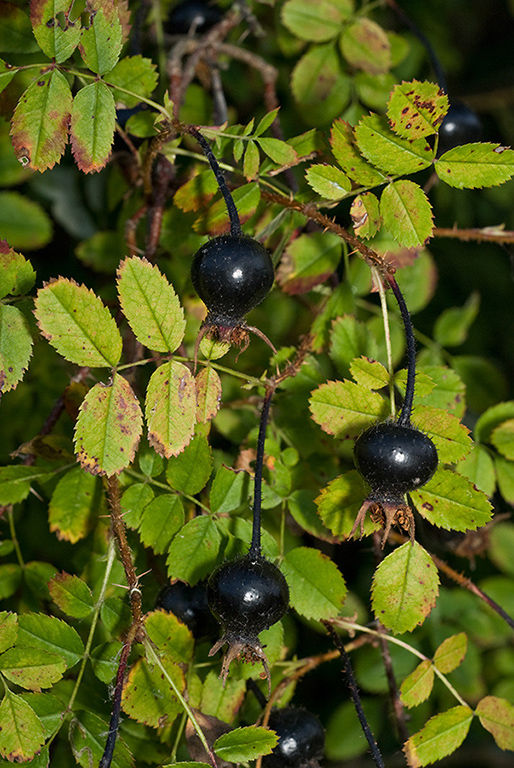 Rosa_spinosissima_LP0182_34_Chertsey_Meads