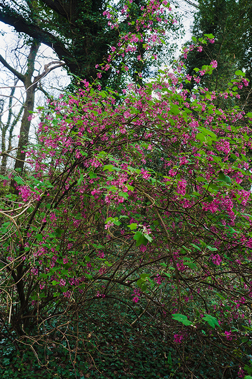 Ribes_sanguineum_LP0615_33_Croydon