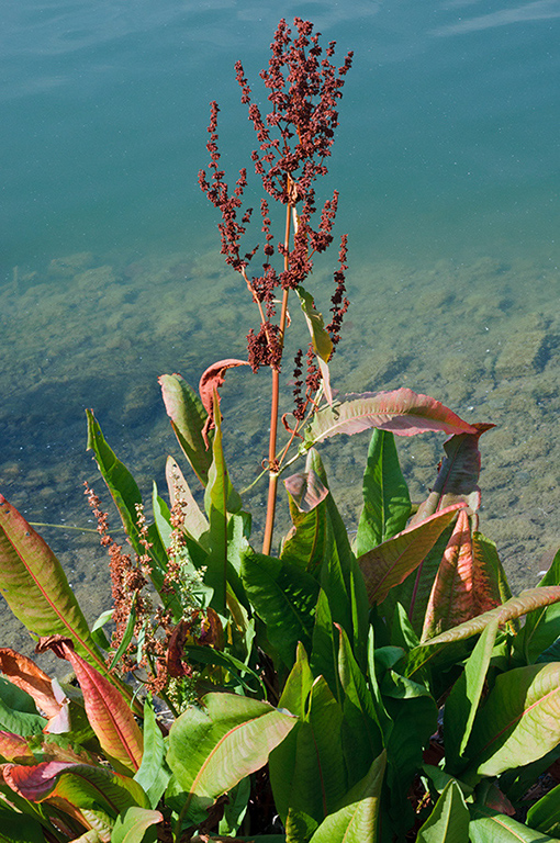 Rumex_hydrolapathum_LP0419_02_Rotherhithe