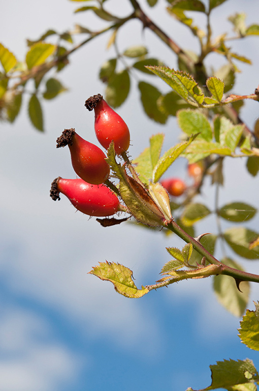 Rosa_micrantha_LP0295_02_Box_Hill