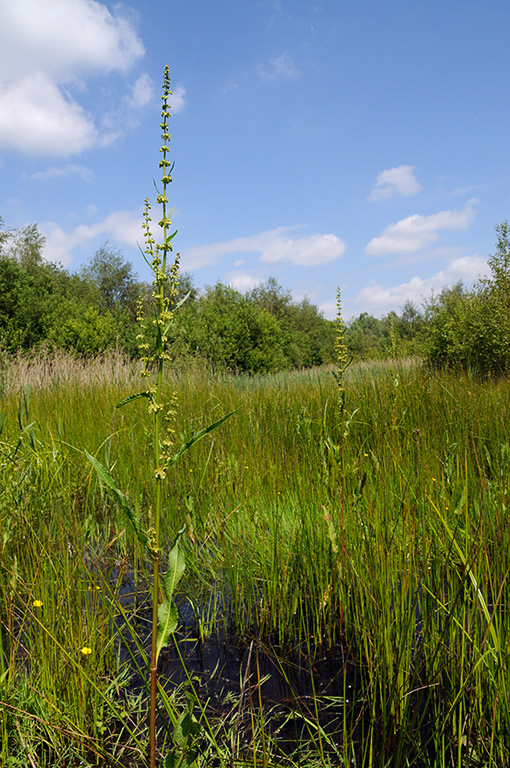 Rumex_crispus_LP0313_135_Papercourt_Marshes