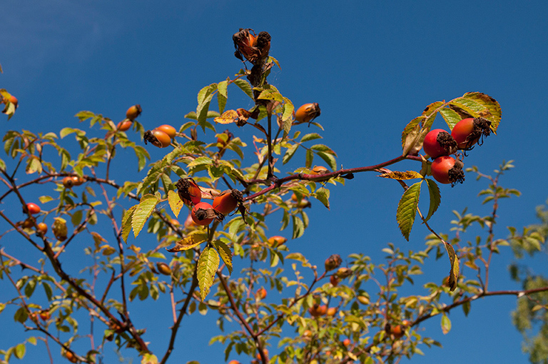 Rosa_canina_LP0295_81_Box_Hill