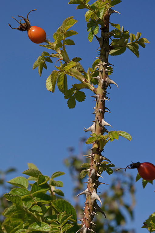 Rosa_rubiginosa_LP0295_62_Box_Hill