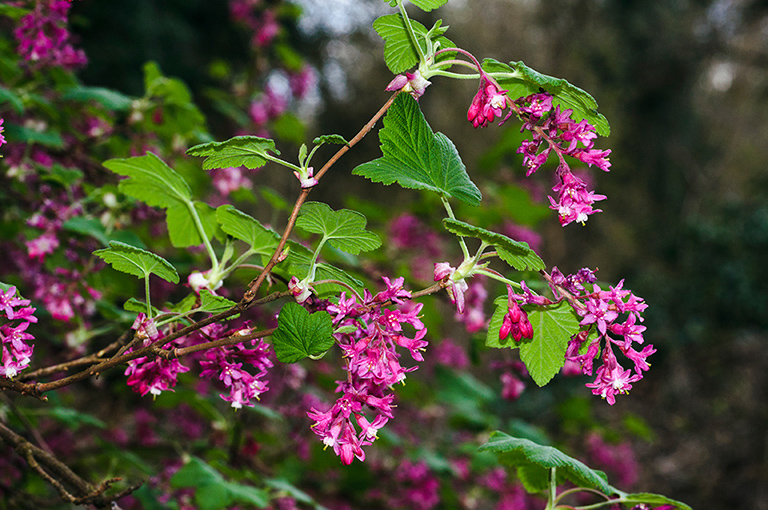 Ribes_sanguineum_LP0615_24_Croydon