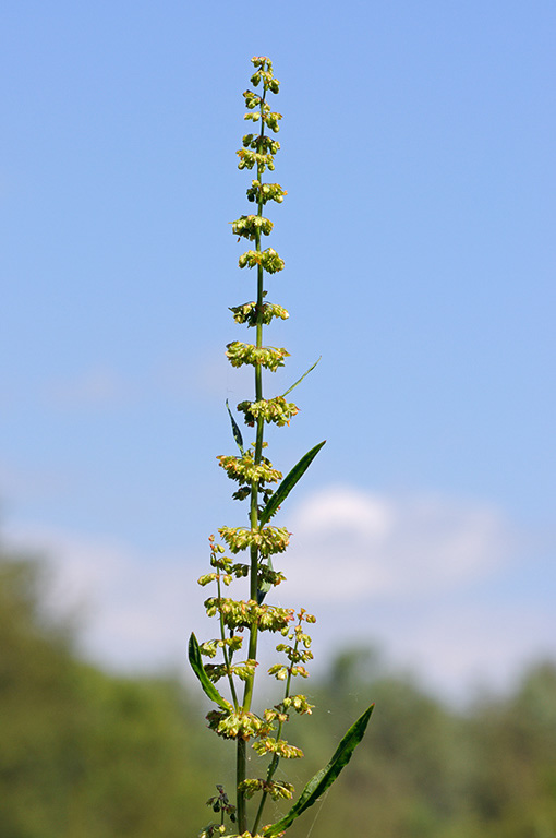 Rumex_crispus_LP0313_115_Papercourt_Marshes