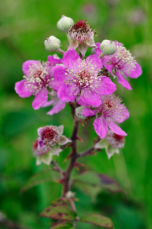 Rubus_fruticosus_LP0235_68_Betchworth_Quarry