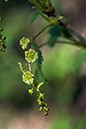 Ribes_rubrum_LP0190_12_Hammonds_Copse