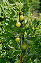 Ribes_uva-crispa_LP0245_54_Polesden_Lacey