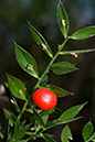 Ruscus_aculeatus_LP0088_04_Box_Hill