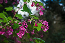 Ribes_sanguineum_LP0615_22_Croydon