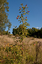 Rosa_rubiginosa_LP0295_34_Box_Hill