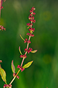 Rumex_conglomeratus_LP0168_11_Dunsfold_Common